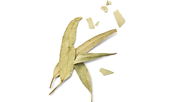 L’Eucalyptus