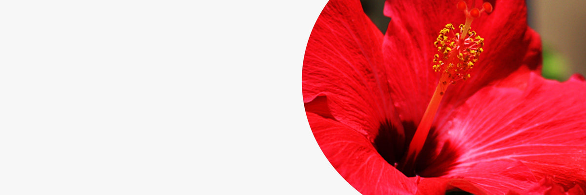 Tisanes et thés hibiscus, fleur énergisante Les 2 Marmottes