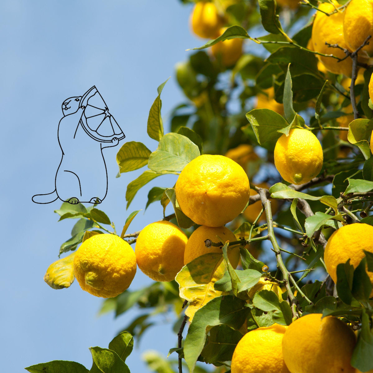 Tisanes et thés au citron les 2 marmottes