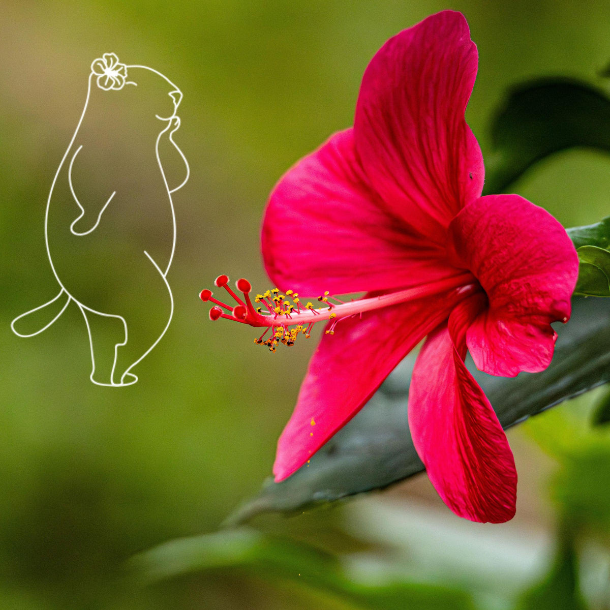 Tisanes et thés à la fleur d'hibiscus Les 2 Marmottes