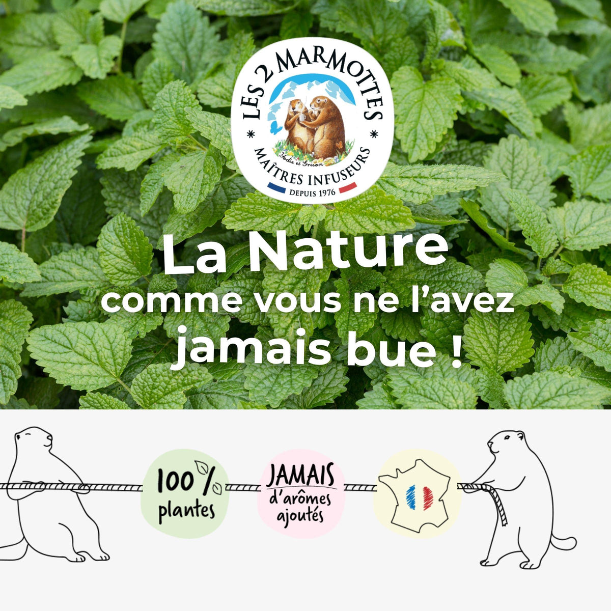Les 2 marmottes, la nature comme vous ne l'avez jamais bue ! Infusions et thés au goût authentique des plantes, recettes 100% plantes sans arômes ajoutés ni extraits ni huiles essentielles. Nos tisanes à la mélisse utilisent uniquement des feuilles de mélisse.
