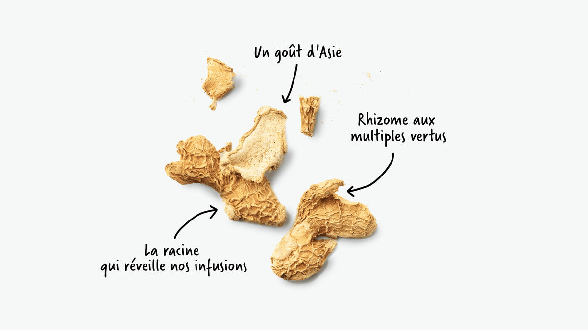 Le rhizome de gingembre est utilisé en tisane pour son goût épicé et citronné