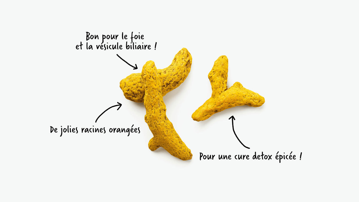 Le curcuma, à utiliser en infusion pour le foie et la vésicule biliaire