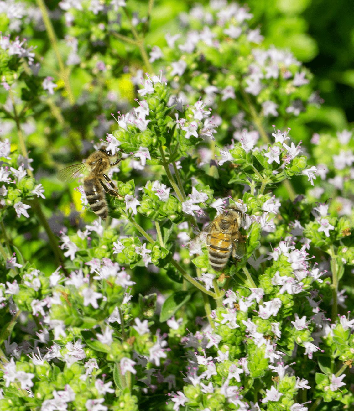 Le thym est une plante aromatique mellifère