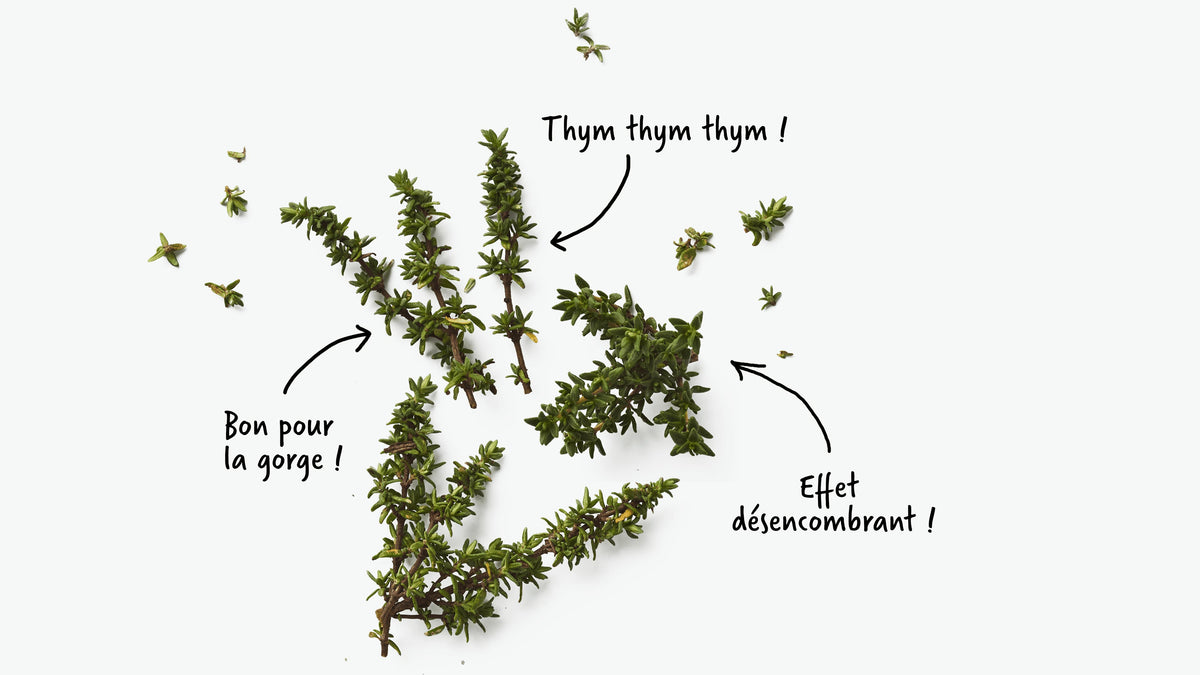 le thym est bon pour la gorge et pour les rhumes
