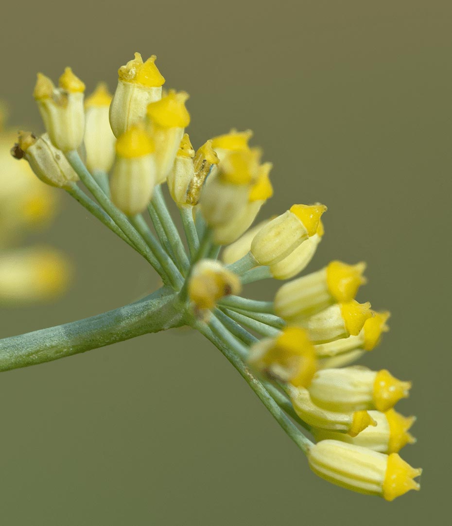 L'inflorescence du fenouil a une forme caractéristique