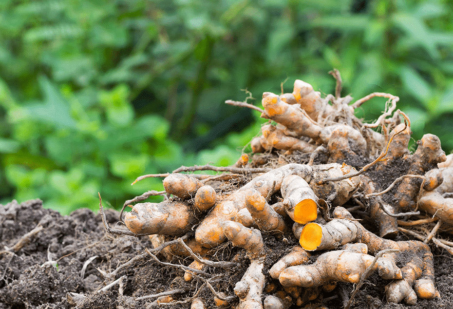 A la récolte, les racines du curcuma apparaissent, leur jaune doré donnera sa couleur caractéristique au golden latte