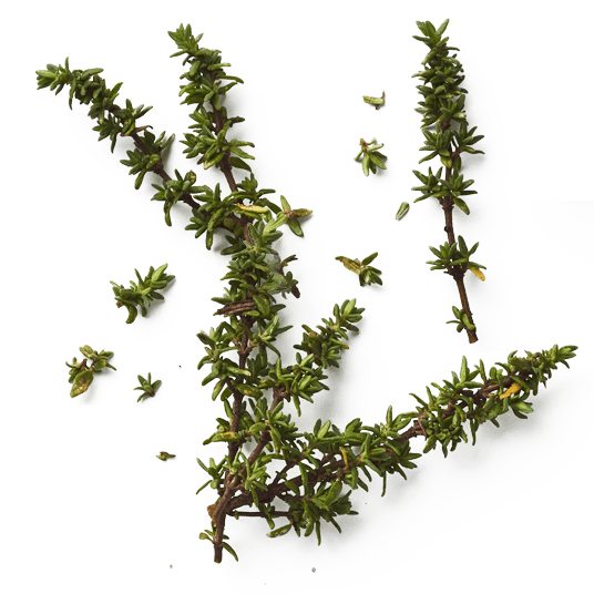Les branches de thym sont ramassées puis les feuilles sont coupées