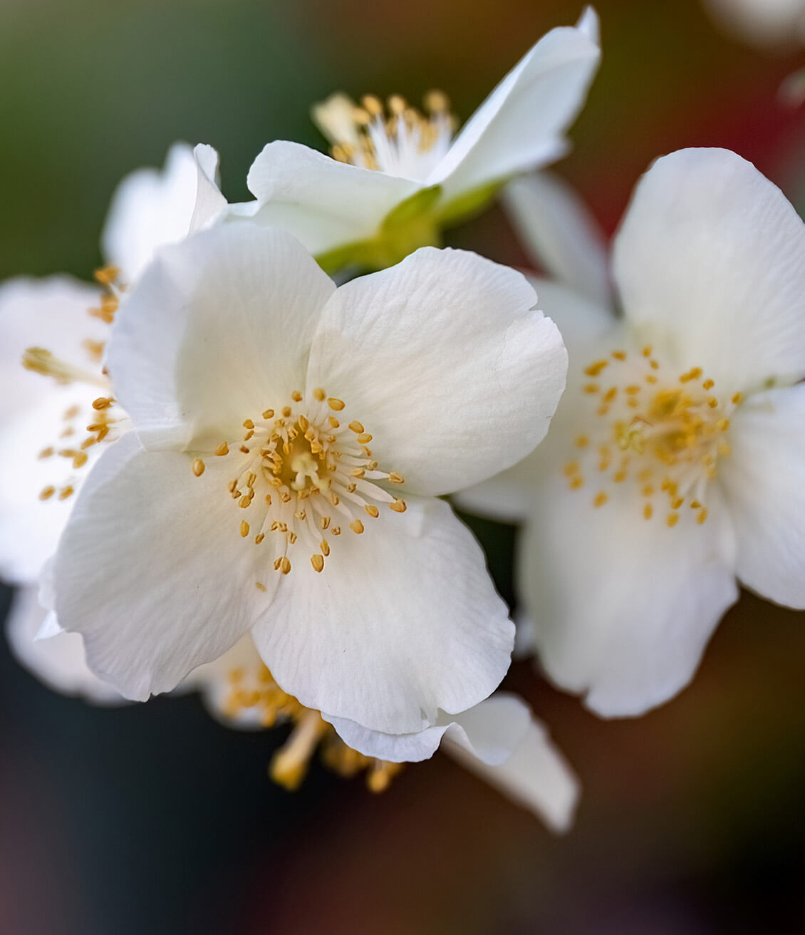 Les pétales blancs du jasmin ont un parfum caractéristique