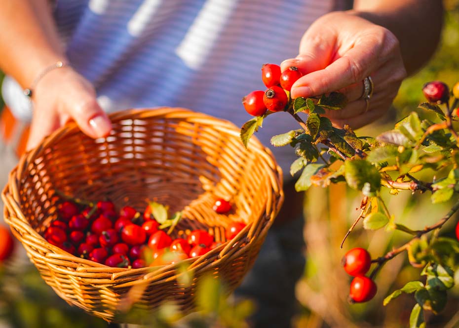 Cueillette sauvage du fruit de l'églantier