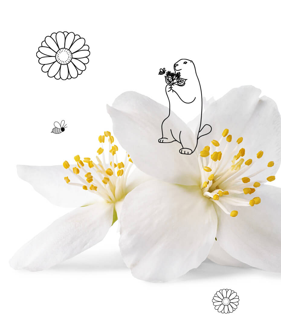 Les fleurs de jasmin infusent dans le thé vert avant d'être retirées du mélange