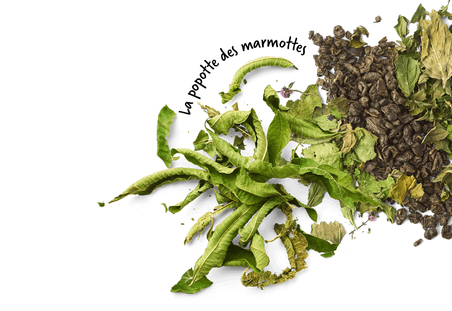 Feuilles de verveine odorantes et thé