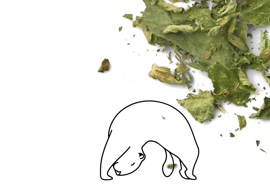 Les feuilles de mélisse séchées conservent un délicieux parfum citronné