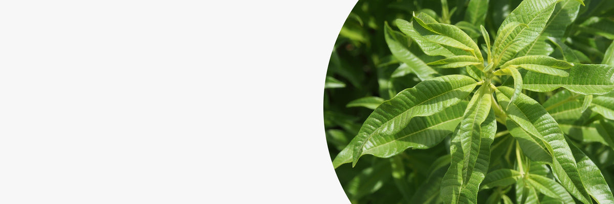 Tisanes et thés à la verveine odorante, verveine citronnée Les 2 Marmottes