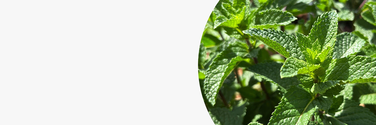 Tisanes et thés à la menthe, menthe poivrée menthe douce sans arômes ajoutés, sans huiles essentielles