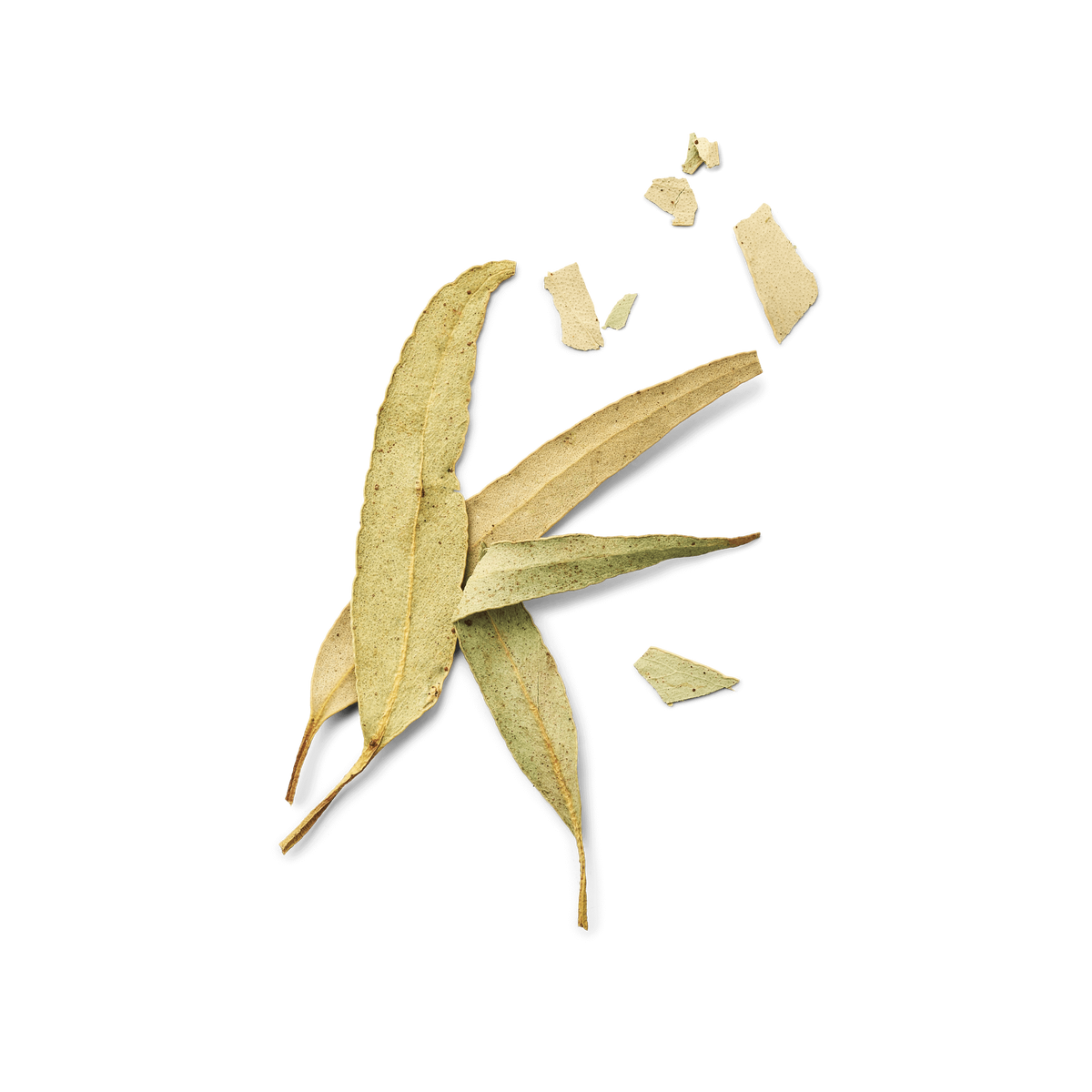 Eucalyptus