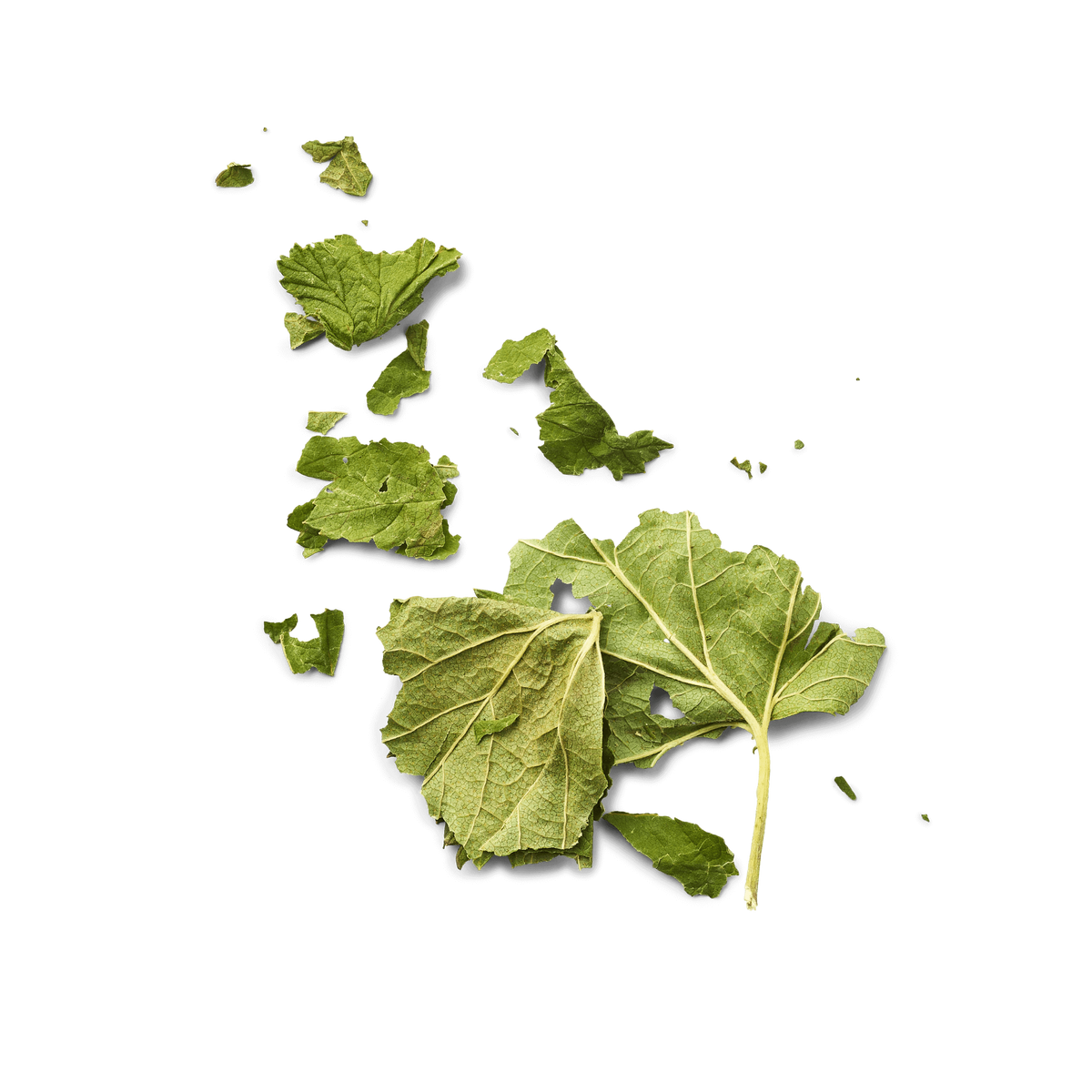 Feuille de cassis