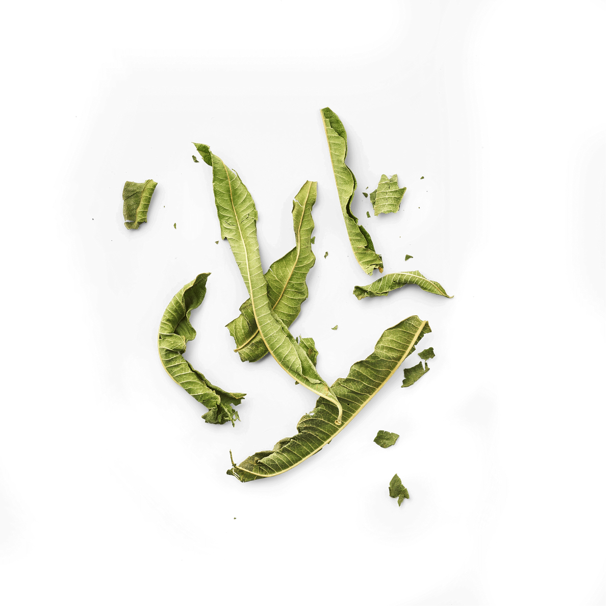 Verveine
