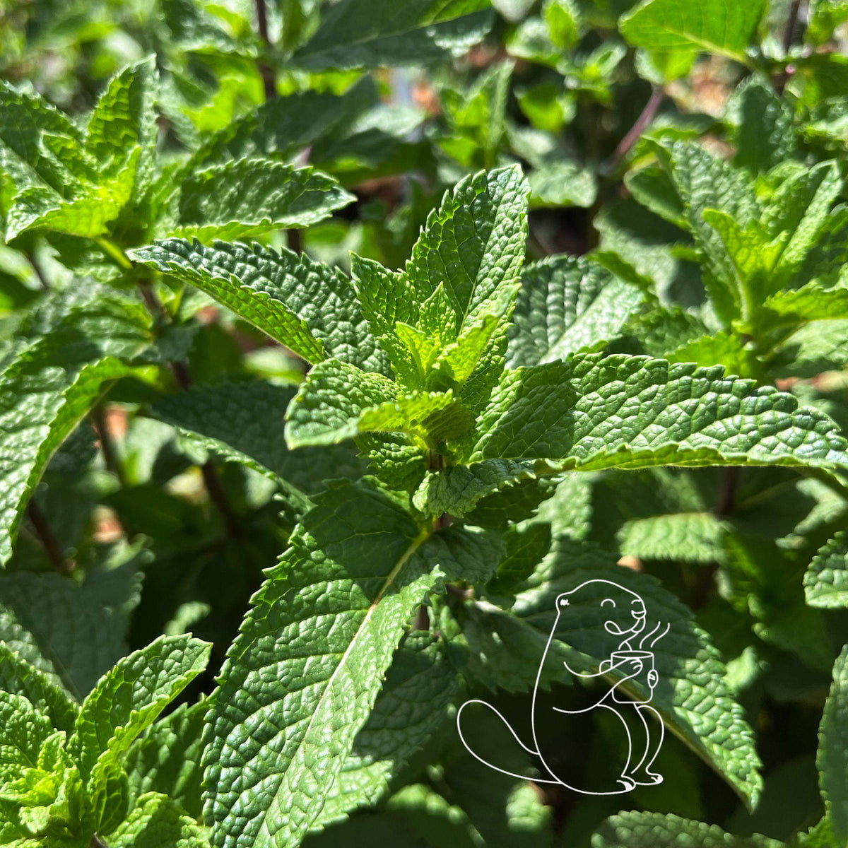 Tisanes et thés à la menthe, menthe douce et menthe poivrée les 2 marmottes