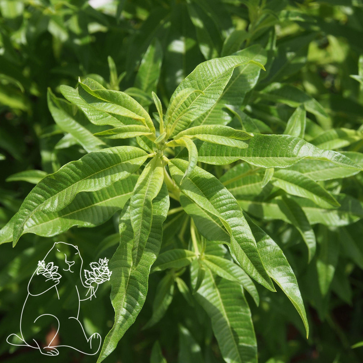 Tisanes à la verveine citronnée, verveine odorante Les 2 Marmottes