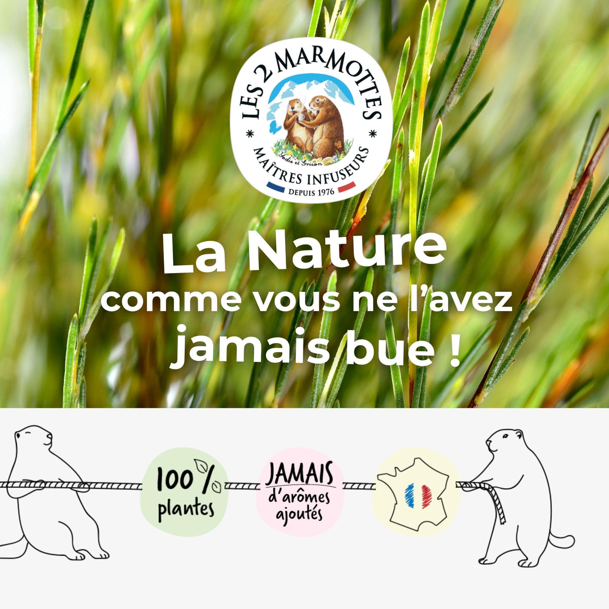 Les 2 Marmottes, tisane infusions et thés fabriqués en France. Maîtres-infuseurs depuis 1976. Tisanes et thés 100% plantes, sans arômes ajoutés.