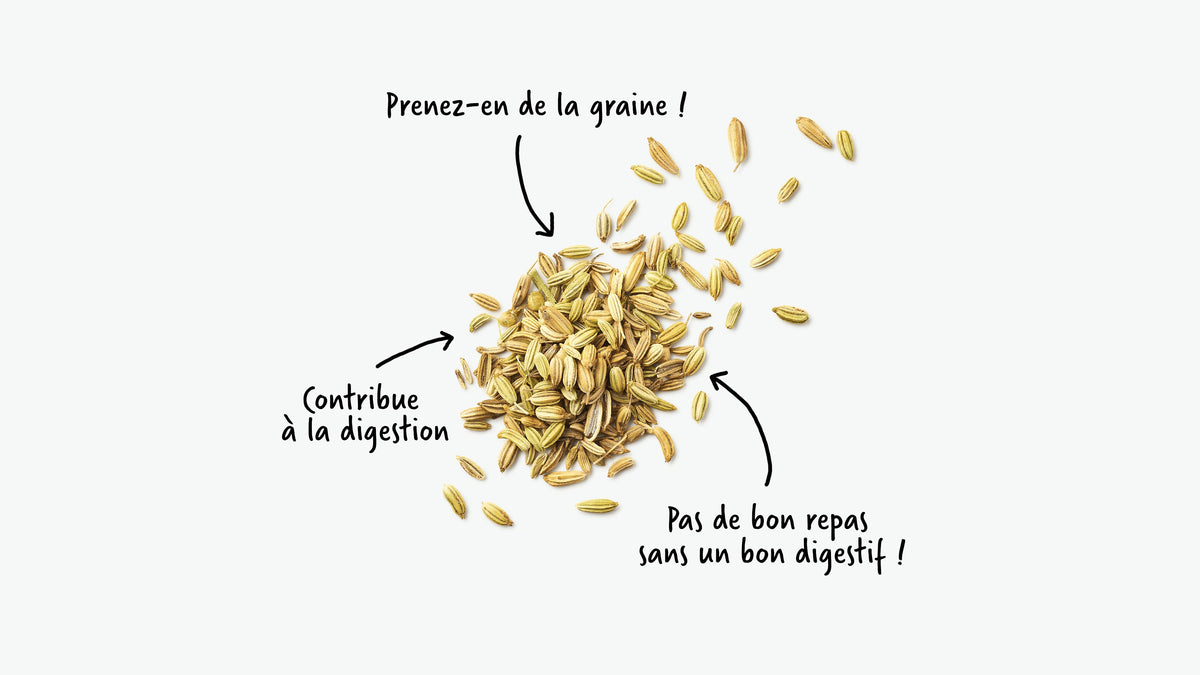 Les tisanes de fenouil contribuent au confort digestif en après-repas