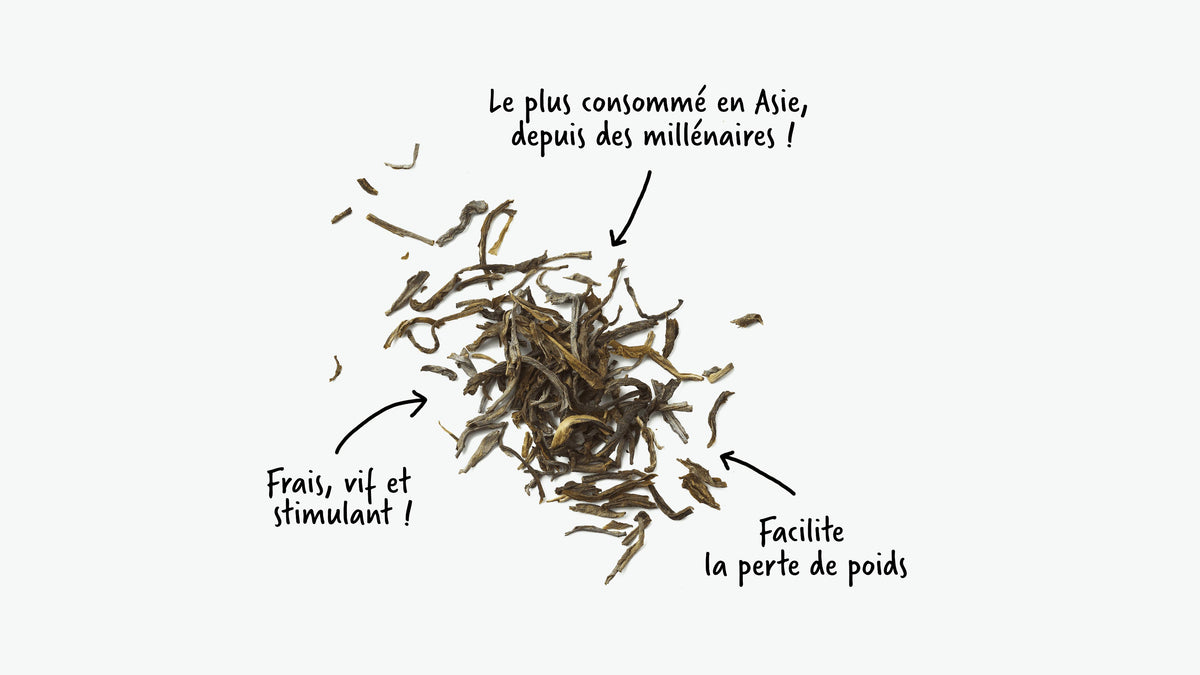 Le thé vert, une boisson santé