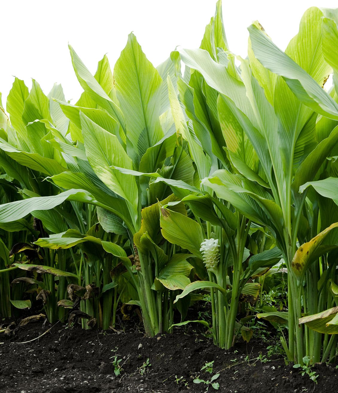 Ce sont les tubercules  du curcuma qui sont utilisés dans les tisanes