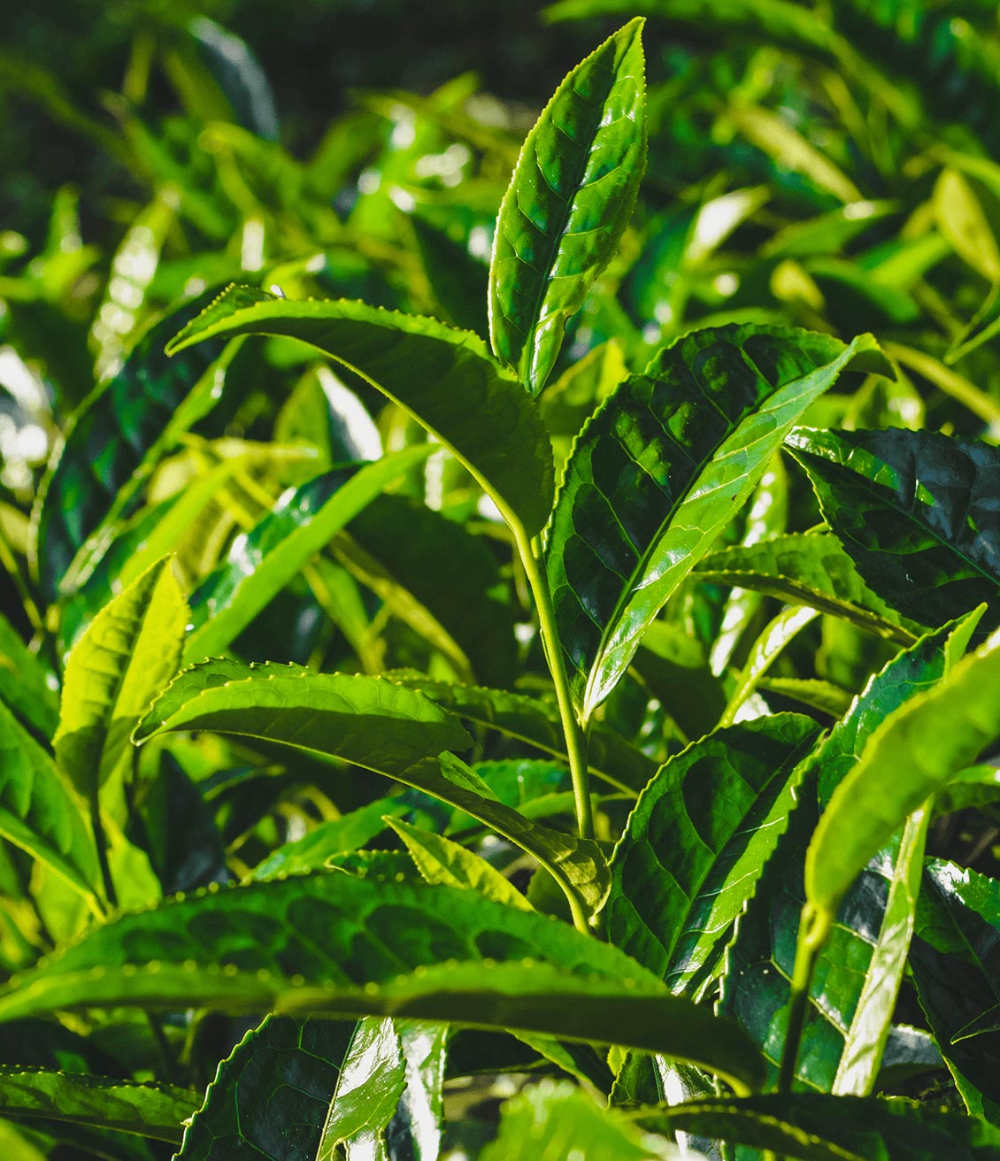 Le thé vert est originaire d'asie