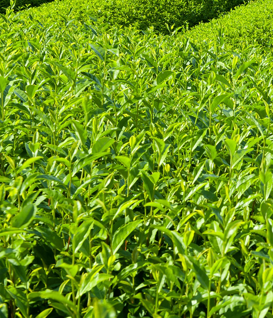 Un champ de thé en altitude