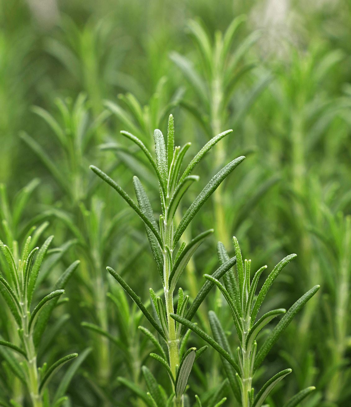 Le romarin est une plante méditerranéenne facile à utiliser en infusion
