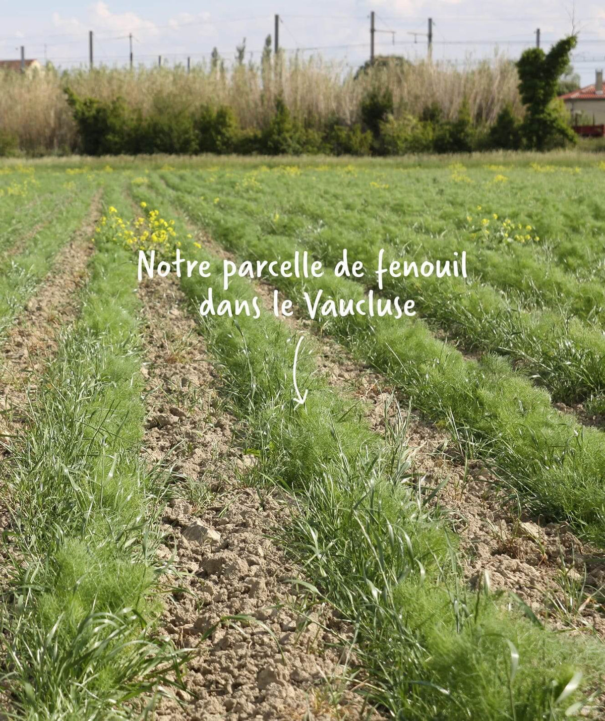 Le fenouil est produit par un petit producteur du sud de la france