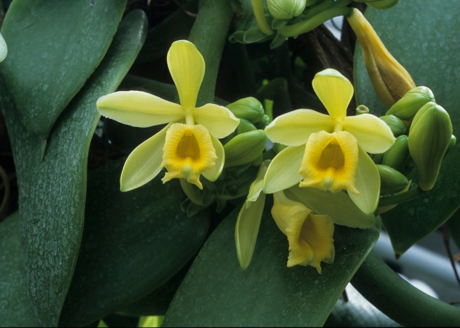 La fleur de la vanille est très difficile à polliniser