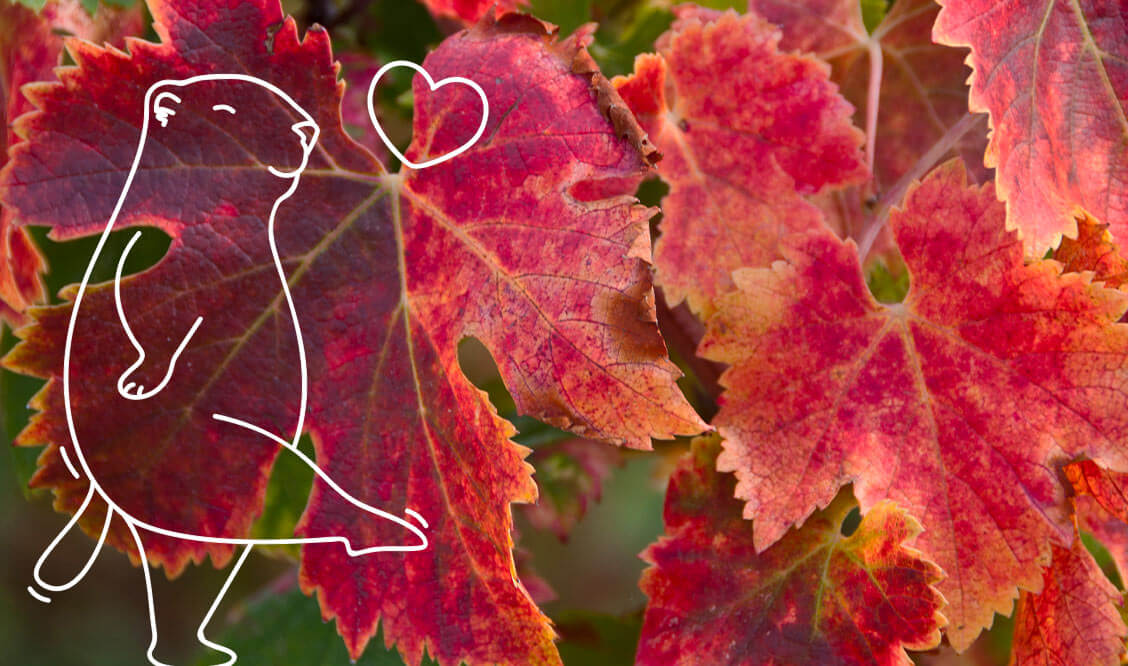 Les feuilles de vigne rouge consommées en infusion contribuent à une bonne circulation sanguine
