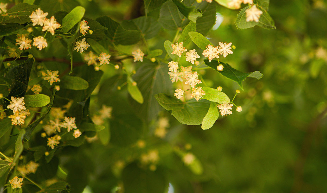 Les feuilles du tilleul encadrent d'un doux vert tendre les fleurs et les bractées, qui seront récoltées et séchées avant d'être utilisées en infusion