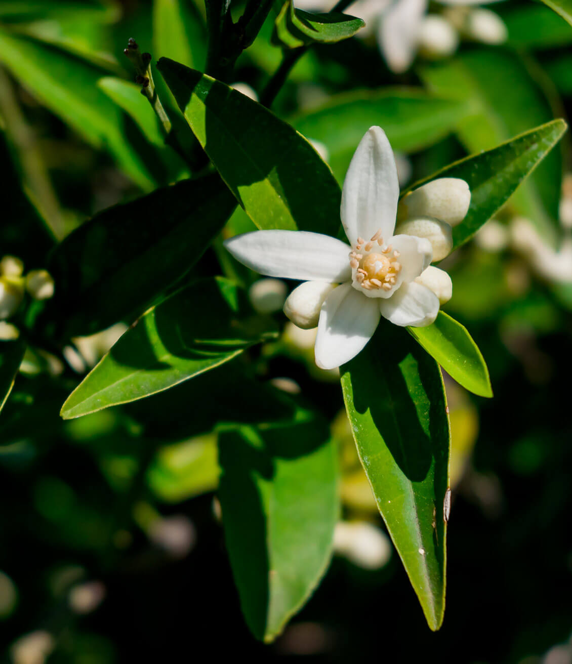 Les pétales de la fleur d'oranger sont cueillis sur l'arbre pour être séchés et utilisés en tisane