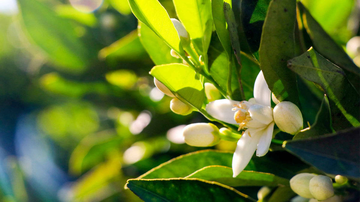 La fleur du bigaradier est de petite taille, ce qui la rend délicate à travailler
