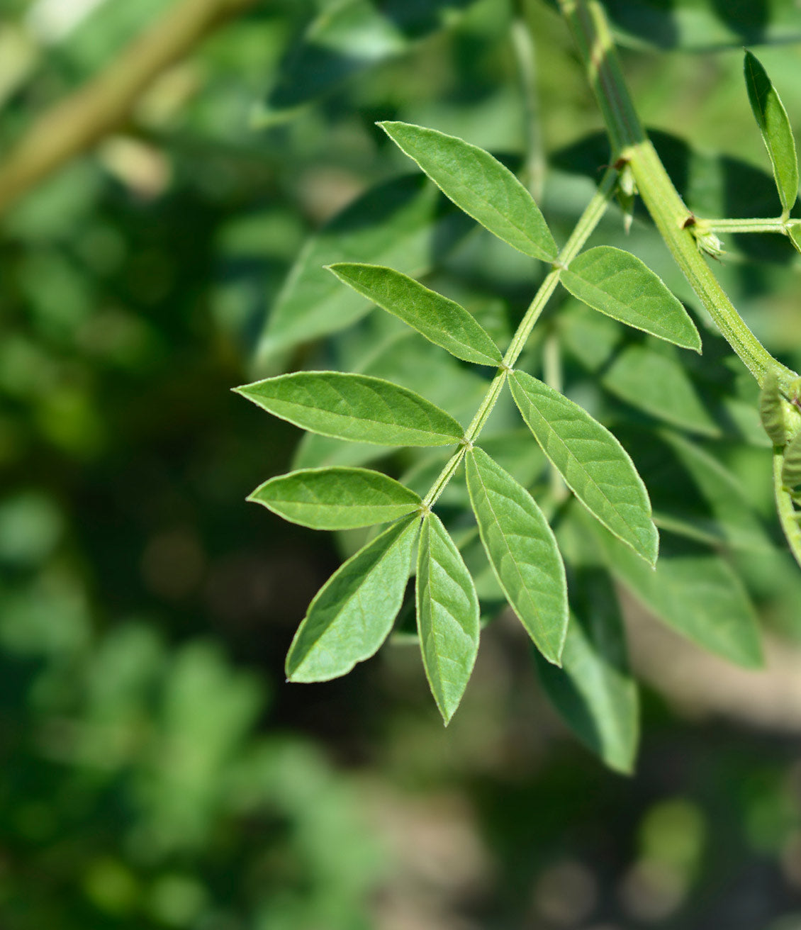 Les feuilles de réglisse, très éloignées visuellement du traditionnel petit rouleau noir qu'on mange à la récré