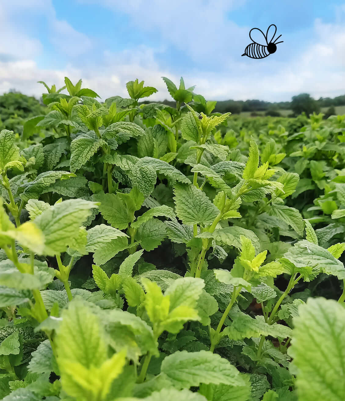 Les champs de mélisse attirent souvent les abeilles