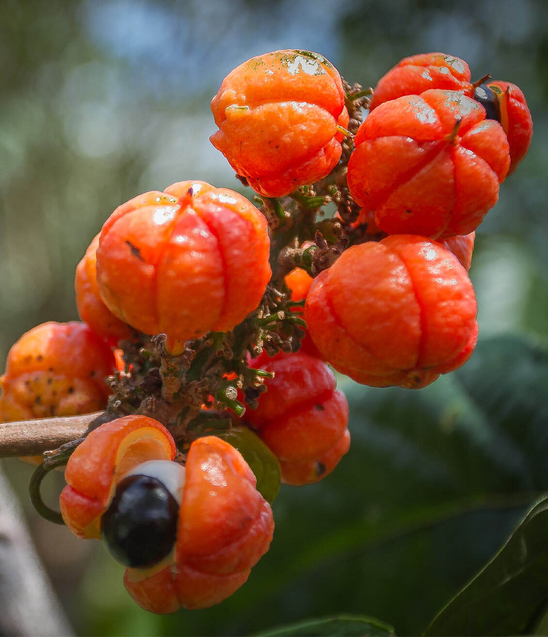 Le guarana, un fruit plein d'énergie