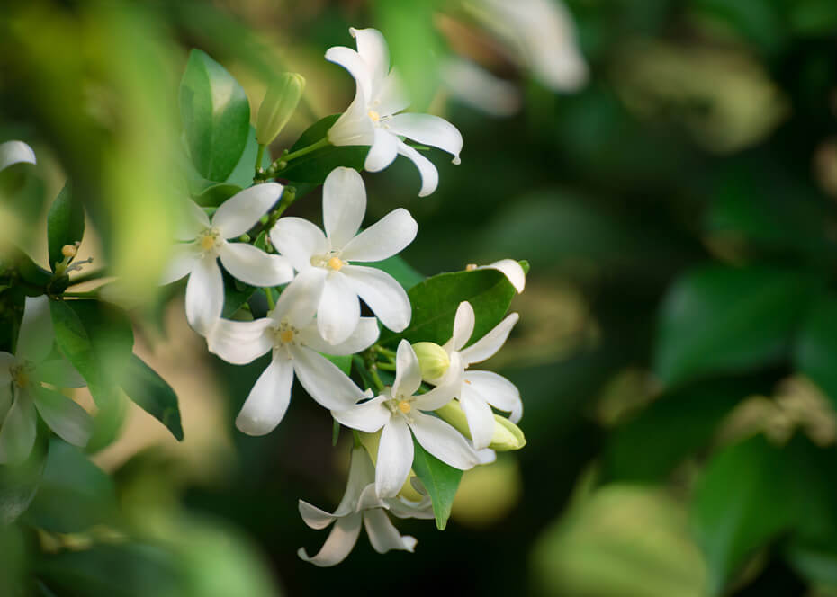 Thé vert au jasmin bio, sans arômes ajoutés