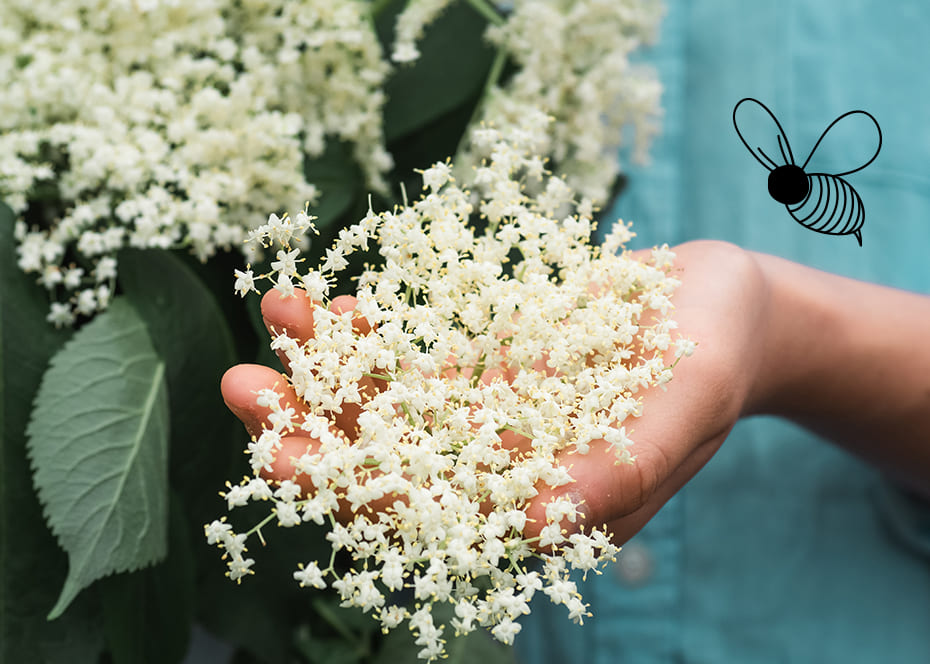 Les fleurs de sureau noir ne doivent pas être confondues avec celles du sureau rouge, toxique !