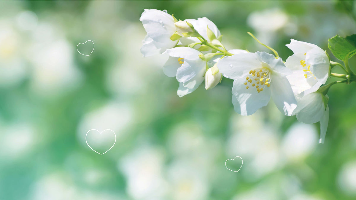 Le thé vert au jasmin est délicatement parfumé au contact des pétales de fleurs