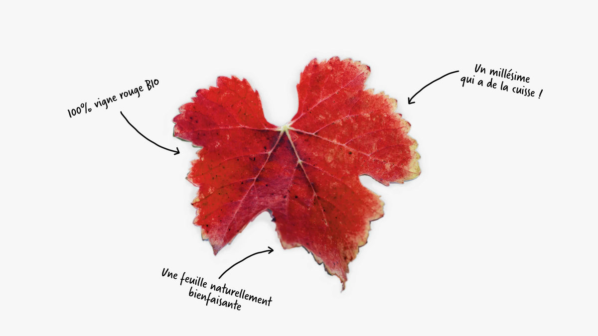 Bienfaits de la vigne rouge en infusion