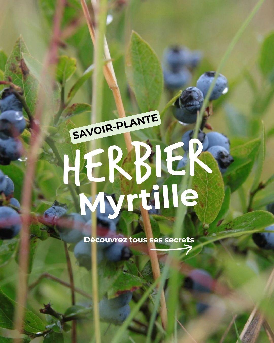 Herbier du terrier : à la rencontre de la myrtille d'europe