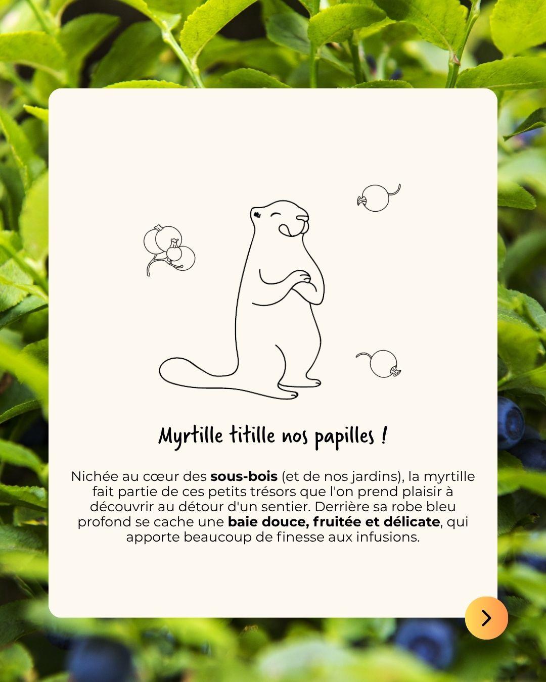 La myrtille, le fruit des bois par excellence