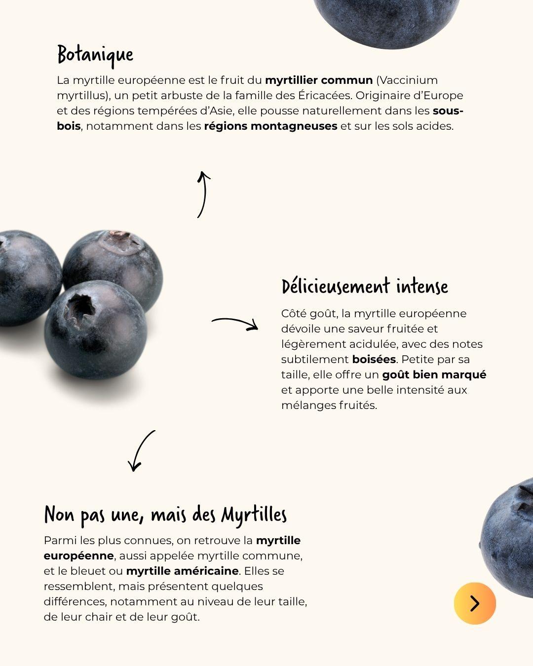 Zoom sur la myrtille, savoir-faire maîtes infuseurs