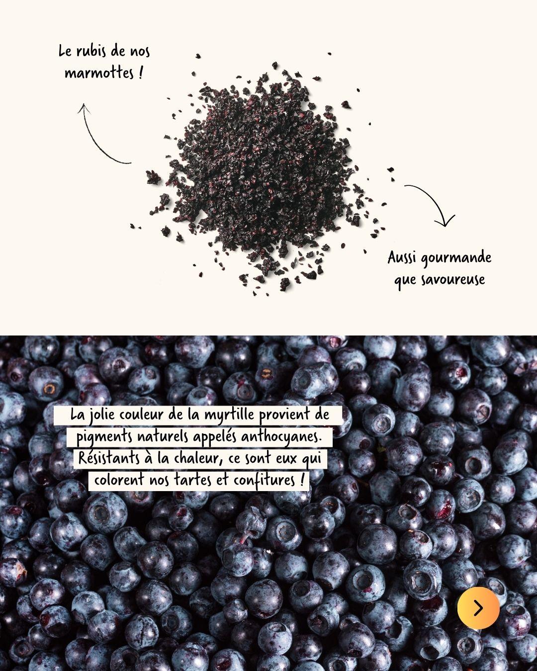 La couleur de la myrtille donne une teinte violacée aux tisanes qui utilisent son fruit