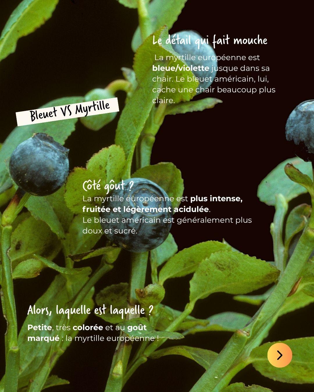 Quelle est la différence entre la myrtille et le bleuet ?