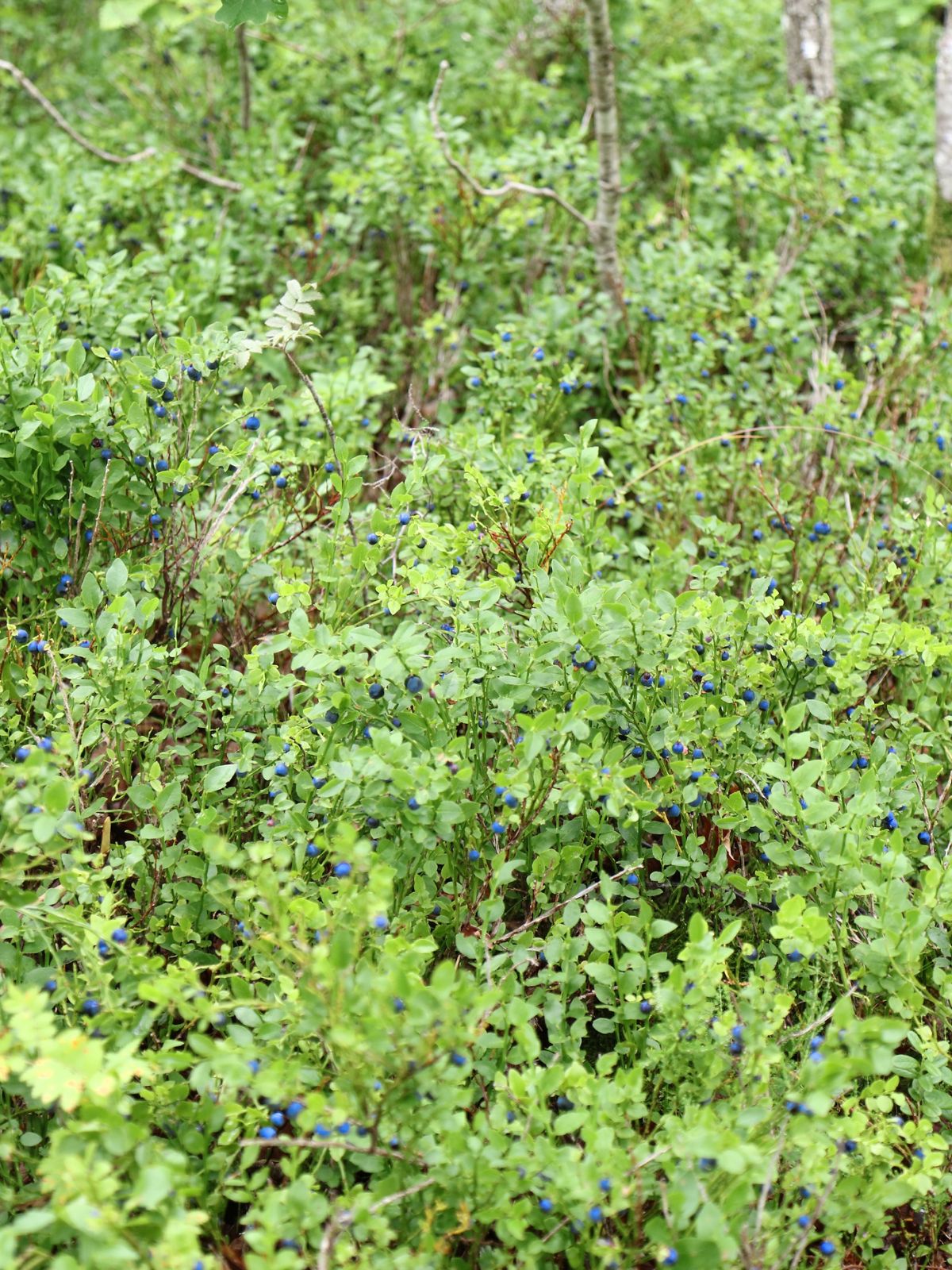Il est fréquent de tomber sur des tapis buissonnants de myrtille en montagne